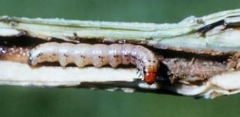 Managing Stalk Borers in Corn